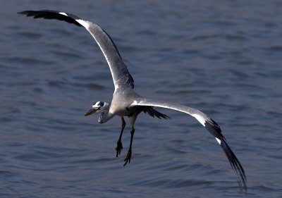 Grey Heron 蒼鷺