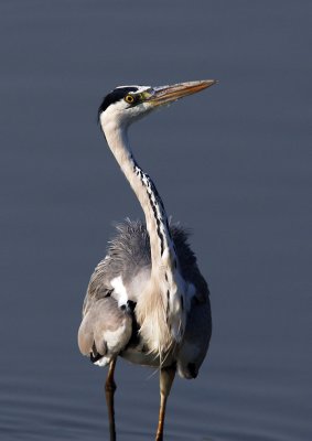 Grey Heron 蒼鷺