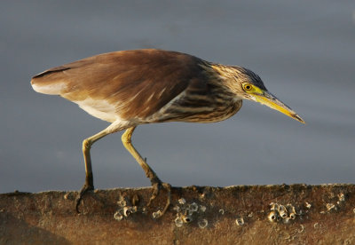 Chinese Pond Heron 池鷺