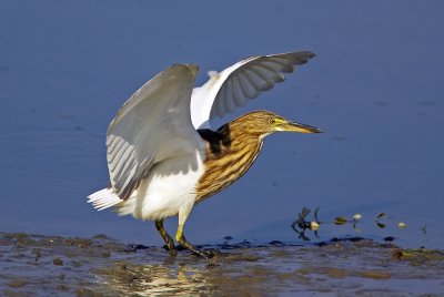 Chinese Pond Heron 池鷺