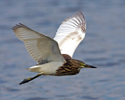 Chinese Pond Heron 池鷺