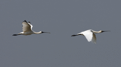 Flying Black-faced Spoonbills