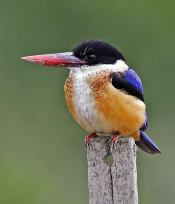 Black-capped Kingfisher 藍翡翠