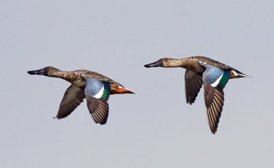 Northern Shoveler 琵嘴鴨