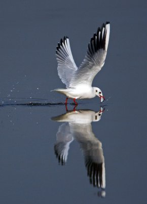 Black-headed Gull 紅咀鷗