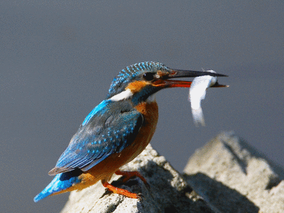 A dining kingfisher