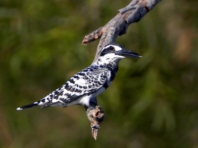 Pied Kingfisher 斑魚狗