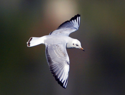 Black-headed Gull 紅咀鷗