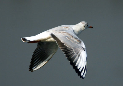 Black-headed Gull 紅咀鷗