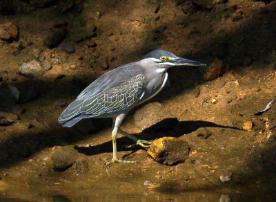 Striated Heron 綠鷺