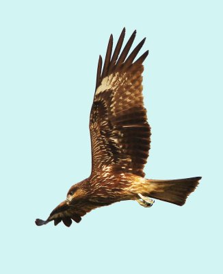 Black Kite