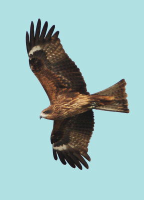 Black Kite