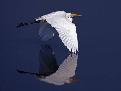 Great Egret 大白鷺