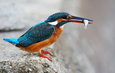 Common Kingfisher 普通翠鳥