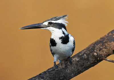 Pied Kingfisher 斑魚狗