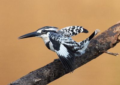 Pied Kingfisher 斑魚狗