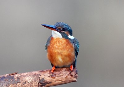 Common Kingfisher 普通翠鳥