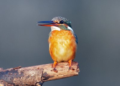 Common Kingfisher 普通翠鳥