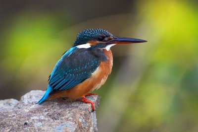 Common Kingfisher 普通翠鳥