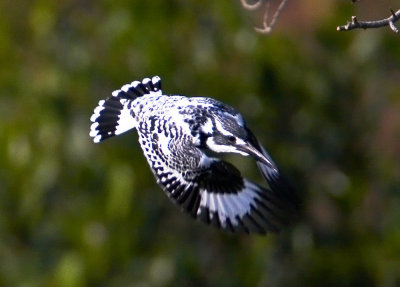 Pied Kingfisher 斑魚狗
