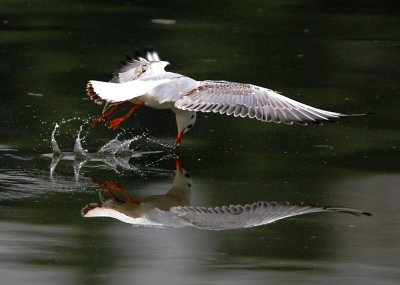 Black-headed Gull 紅咀鷗