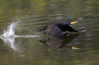 Cormorant