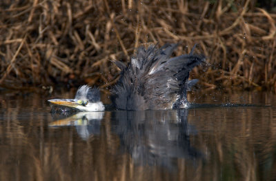 Bathing Grey Heron