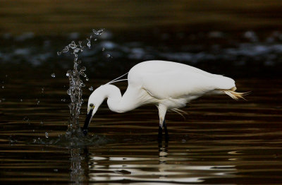 Little Egret 小白鷺