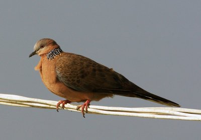 spotted dove 珠頸斑鳩
