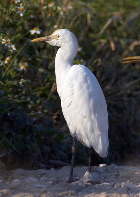 Cattle Egret 牛背鷺