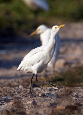 Cattle Egret 牛背鷺