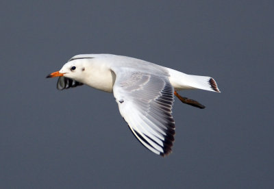 Black-headed Gull 紅咀鷗