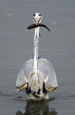 Grey Heron 蒼鷺