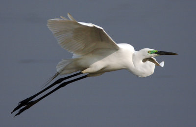 Great Egret 大白鷺