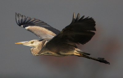 Grey Heron 蒼鷺