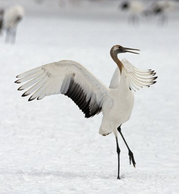 A dancing juvenile crane