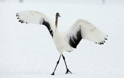 A dancing juvenile crane