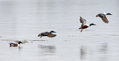 Northern Shoveler 琵嘴鴨