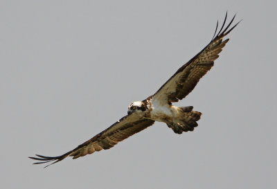 Osprey 魚鷹