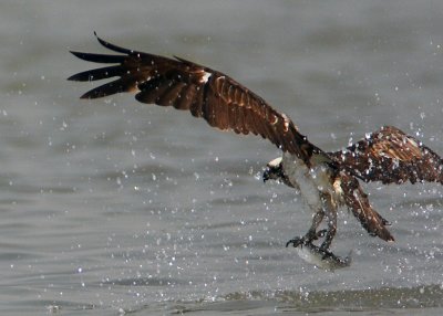 Osprey catching fish #3