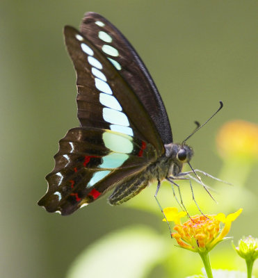 Common Bluebottle 青鳳蝶 Graphium Sarpedon