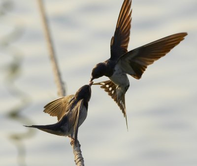 Barn Swallow 家燕