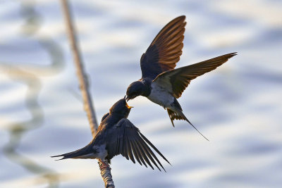 Barn Swallow 家燕