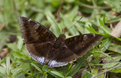 White-edged Blue Baron (Male) 尖翅翠蛺蝶（雄） Euthalia phemius