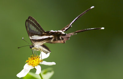 White Dragontail 燕鳳蝶 Lamproptera curius