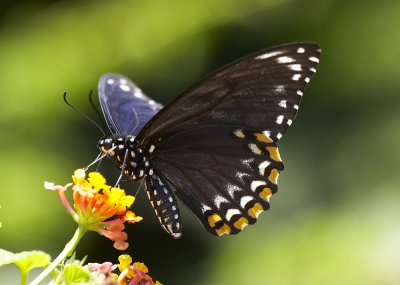 Common Mine 斑鳳蝶Chilasa clytia f. dissimilis