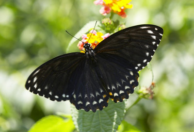 Common Mine 斑鳳蝶Chilasa clytia f. dissimilis