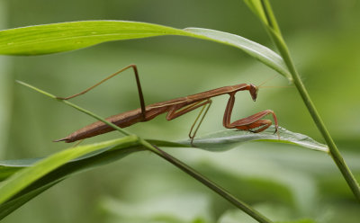 Chinese Mantid 中華大刀螳 Tenodera sinensis