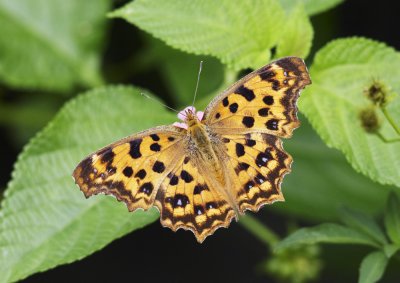 Comma 黃鉤蛺蝶 Polygonia c-aureum