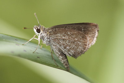Pigmy Scrub Hopper 侏儒鍔弄蝶 Aeromachus pygmaeus
